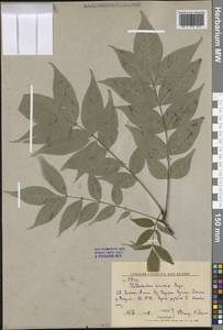 Phellodendron amurense Rupr., Siberia, Russian Far East (S6) (Russia)