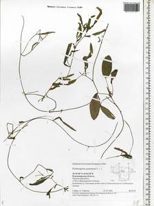 Potamogeton gramineus L., Eastern Europe, Central region (E4) (Russia)