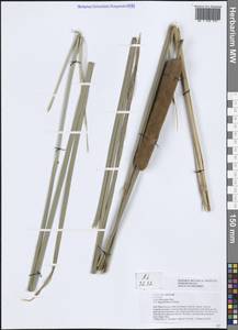Typha domingensis Pers., South Asia, South Asia (Asia outside ex-Soviet states and Mongolia) (ASIA) (Vietnam)