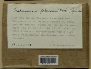 Cratoneuron filicinum (Hedw.) Spruce, Bryophytes, Bryophytes - Transcaucasia (B13) (South Ossetia)