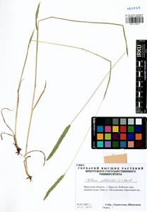 Phleum phleoides (L.) H.Karst., Siberia, Baikal & Transbaikal region (S4) (Russia)