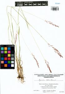 Agrostis stolonifera L., Siberia, Baikal & Transbaikal region (S4) (Russia)