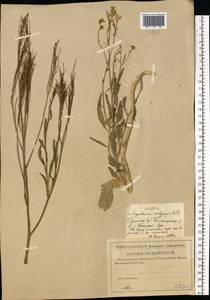 Sisymbrium volgense M. Bieb. ex E. Fourn., Eastern Europe, Lower Volga region (E9) (Russia)