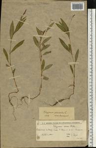 Persicaria maculosa Gray, Eastern Europe, Lower Volga region (E9) (Russia)