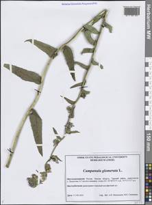 Campanula glomerata L., Siberia, Western Siberia (S1) (Russia)