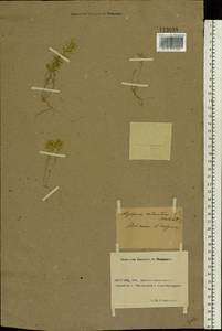 Alyssum turkestanicum Regel & Schmalh. ex Regel, Eastern Europe, Rostov Oblast (E12a) (Russia)