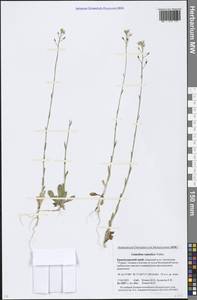 Camelina rumelica Velen., Caucasus, Krasnodar Krai & Adygea (K1a) (Russia)