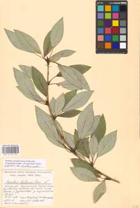 Populus ×moscoviensis Schröd., Eastern Europe, Moscow region (E4a) (Russia)