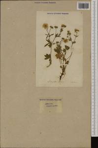 Potentilla aurea L., Western Europe (EUR) (Switzerland)