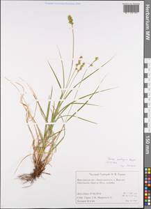 Carex spicata subsp. spicata, Eastern Europe, Central forest region (E5) (Russia)