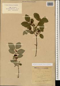 Lonicera steveniana Fisch. ex Pojark., Caucasus, Stavropol Krai, Karachay-Cherkessia & Kabardino-Balkaria (K1b) (Russia)