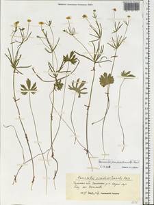 Ranunculus pseudovertumnalis Haas, Eastern Europe, Central region (E4) (Russia)
