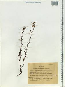 Campanula sibirica L., Siberia, Altai & Sayany Mountains (S2) (Russia)