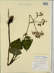 Cicerbita petiolata (C. Koch) Gagnidze, Caucasus, Black Sea Shore (from Novorossiysk to Adler) (K3) (Russia)
