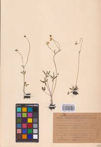 Ranunculus pedatus Waldst. & Kit., Eastern Europe, Central forest-and-steppe region (E6) (Russia)