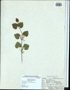 Glechoma hederacea L., Eastern Europe, Central region (E4) (Russia)