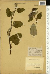 Arctium minus (Hill) Bernh., Eastern Europe, Rostov Oblast (E12a) (Russia)