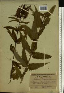 Veronica longifolia L., Eastern Europe, Middle Volga region (E8) (Russia)