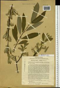 Salix dasyclados Wimmer, Siberia, Western Siberia (S1) (Russia)