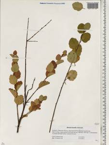 Betula humilis Schrank, Eastern Europe, Belarus (E3a) (Belarus)