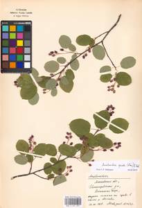 Amelanchier × spicata (Lam.) K. Koch, Eastern Europe, Moscow region (E4a) (Russia)