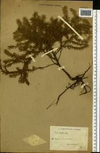 Picea abies (L.) H. Karst., Eastern Europe, North-Western region (E2) (Russia)