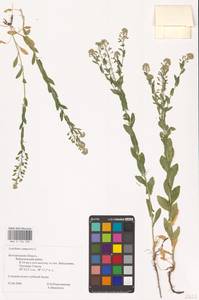 Lepidium campestre (L.) W.T.Aiton, Eastern Europe, Central forest-and-steppe region (E6) (Russia)