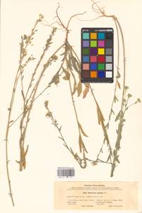 Berteroa incana (L.) DC., Eastern Europe, South Ukrainian region (E12) (Ukraine)