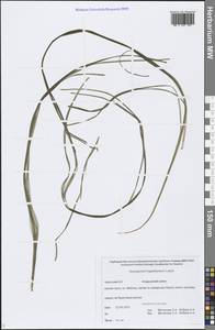 Sparganium hyperboreum Laest. ex Beurl., Siberia, Chukotka & Kamchatka (S7) (Russia)