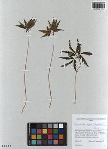 Anemone reflexa Steph. & Willd., Siberia, Altai & Sayany Mountains (S2) (Russia)