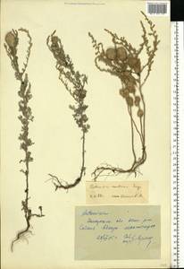 Artemisia austriaca Jacq., Eastern Europe, South Ukrainian region (E12) (Ukraine)