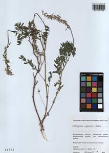 KUZ 003 769, Astragalus vaginatus Pall., Siberia, Altai & Sayany Mountains (S2) (Russia)