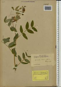 Lathyrus pisiformis L., Eastern Europe, North-Western region (E2) (Russia)