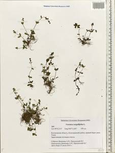 Veronica serpyllifolia L., Eastern Europe, Central forest region (E5) (Russia)