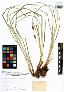 Carex vesicata Meinsh., Siberia, Baikal & Transbaikal region (S4) (Russia)