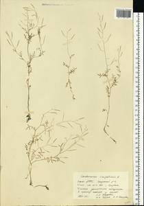 Cardamine parviflora L., Eastern Europe, Eastern region (E10) (Russia)