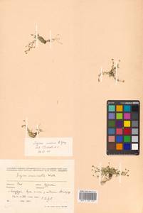 Sagina maxima subsp. crassicaulis (S. Watson) G. E. Crow, Siberia, Russian Far East (S6) (Russia)