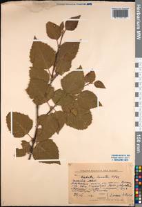 Betula ermanii var. lanata Regel, Siberia, Yakutia (S5) (Russia)