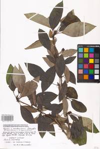 Populus ×moscoviensis Schröd., Eastern Europe, Moscow region (E4a) (Russia)