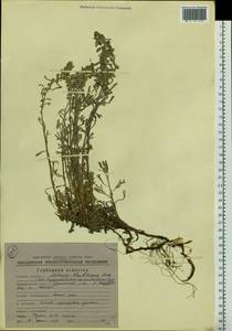 Artemisia kruhsiana Besser, Siberia, Chukotka & Kamchatka (S7) (Russia)