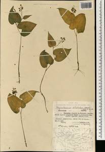 Maianthemum dilatatum (Alph.Wood) A.Nelson & J.F.Macbr., Mongolia (MONG) (Mongolia)