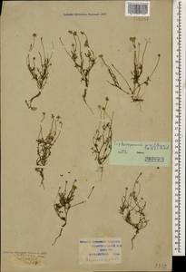 Tripleurospermum parviflorum (Willd.) Pobed., Caucasus, Krasnodar Krai & Adygea (K1a) (Russia)