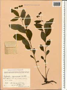 Euphorbia squamosa Willd., Caucasus, Black Sea Shore (from Novorossiysk to Adler) (K3) (Russia)
