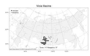 Vicia lilacina Ledeb., Atlas of the Russian Flora (FLORUS) (Russia)