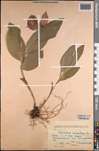 Cypripedium macranthos Sw., Middle Asia, Northern & Central Kazakhstan (M10) (Kazakhstan)