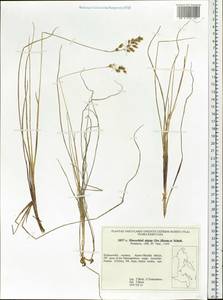 Anthoxanthum monticola (Bigelow) Veldkamp, Siberia, Russian Far East (S6) (Russia)