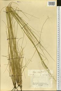 Stipa capillata L., Siberia, Altai & Sayany Mountains (S2) (Russia)