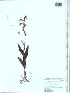 Epipactis palustris (L.) Crantz, Eastern Europe, Central region (E4) (Russia)