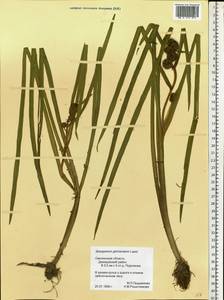 Sparganium glomeratum (Laest. ex Beurl.) Beurl., Eastern Europe, Western region (E3) (Russia)