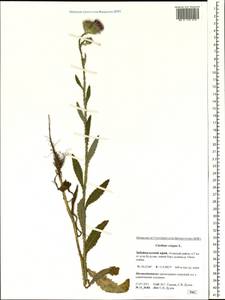 Carduus crispus L., Siberia, Baikal & Transbaikal region (S4) (Russia)